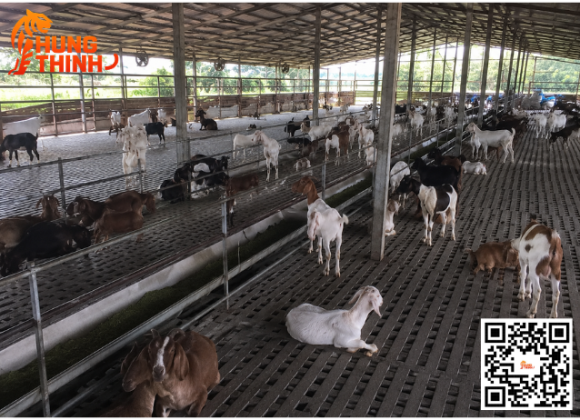 Lót sàn chuồng trại dê